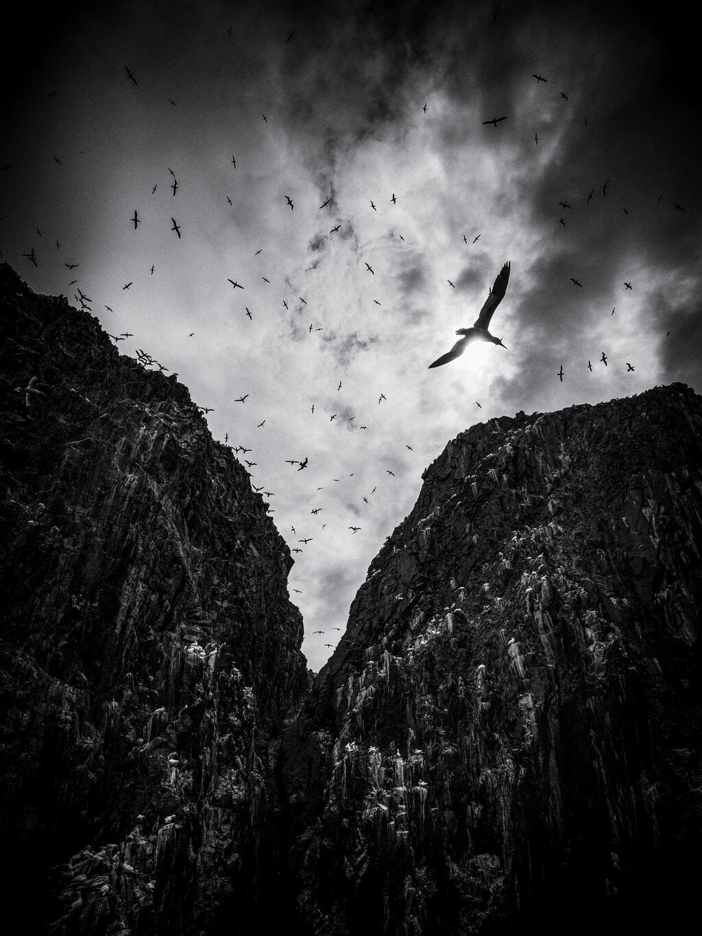 Soaring (© Paula Cooper / British Wildlife Photography Awards) Soaring