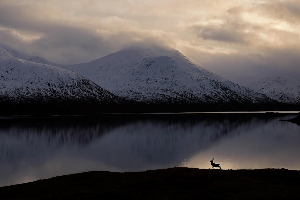 Stag by the Loch Side (© Neil McIntyre / British Wildlife Photography Awards) Stag by the Loch Side