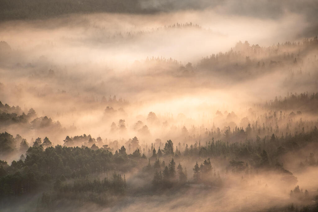 Forest Dawn (Graham Niven) Forest Dawn