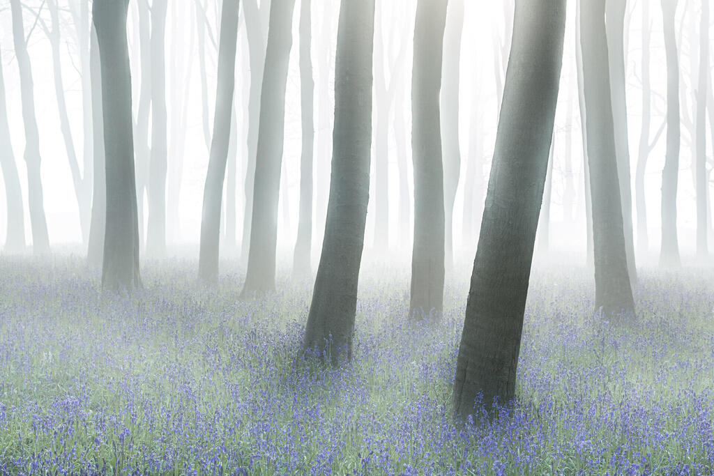 Mystical Forest (Philip Selby) Mystical Forest