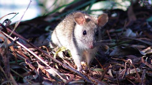 Researchers hope to explain unique social phenomenon in Israeli rats