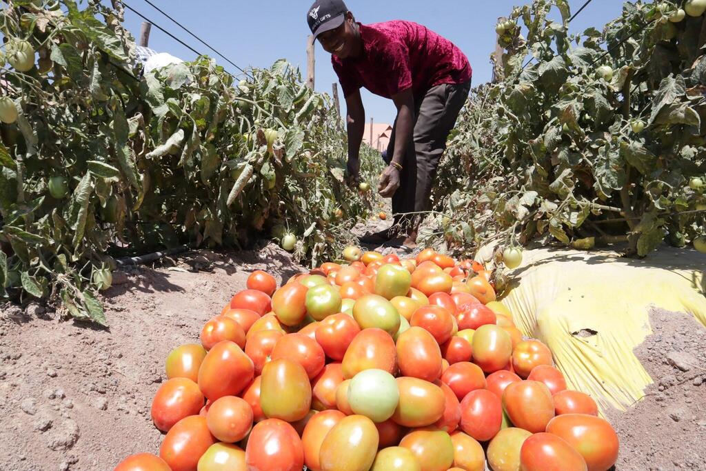 השבחה והגדלת התנובה החקלאית - קלטיב-איד תומר מלחי 