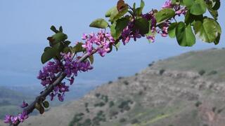 שמורת הטבע גמלא