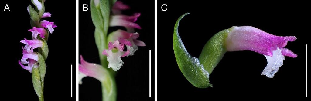 ספירנת'ס האצ'יג'ואנסיס (Spiranthes hachijoensis) (צילום: Masayuki Ishibashi (A & C) and Kenji Suetsugu (B)) ספירנת'ס האצ'יג'ואנסיס (Spiranthes hachijoensis)