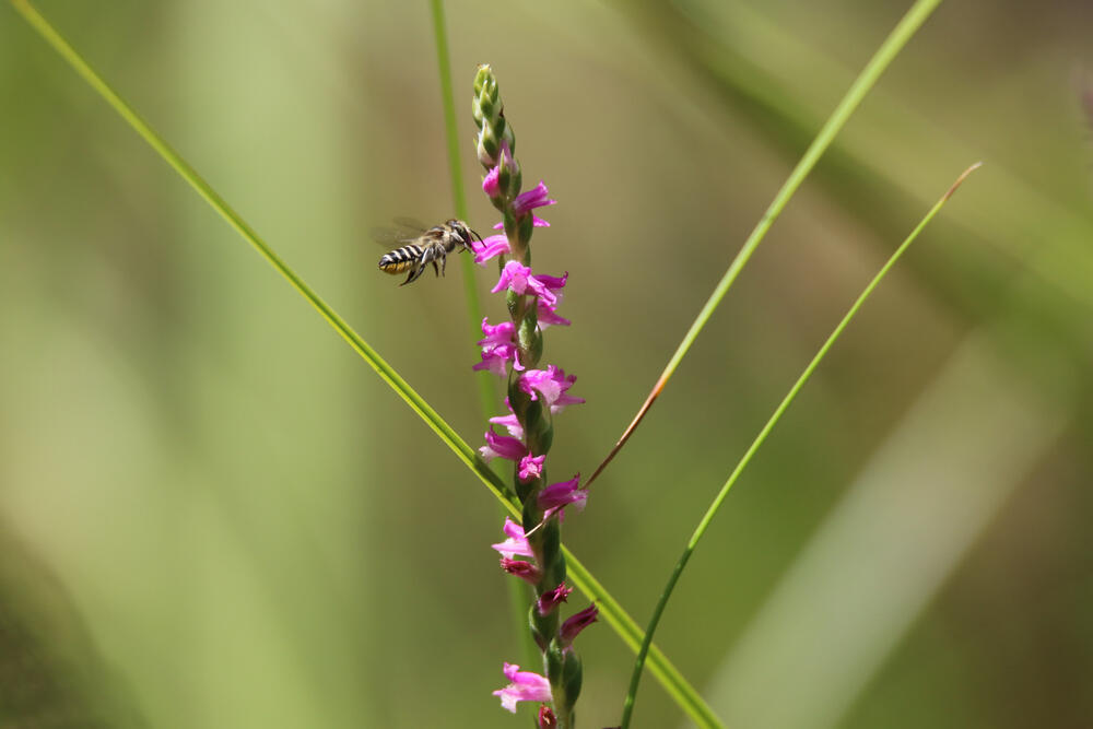ספירנת'ס אוסטרליס (Spiranthes australis) (צילום: Shutterstock) ספירנת'ס אוסטרליס (Spiranthes australis)