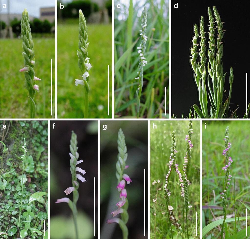 ספירנת'ס האצ'יג'ואנסיס (Spiranthes hachijoensis) (צילום: Journal of Plant Research ) ספירנת'ס האצ'יג'ואנסיס (Spiranthes hachijoensis)