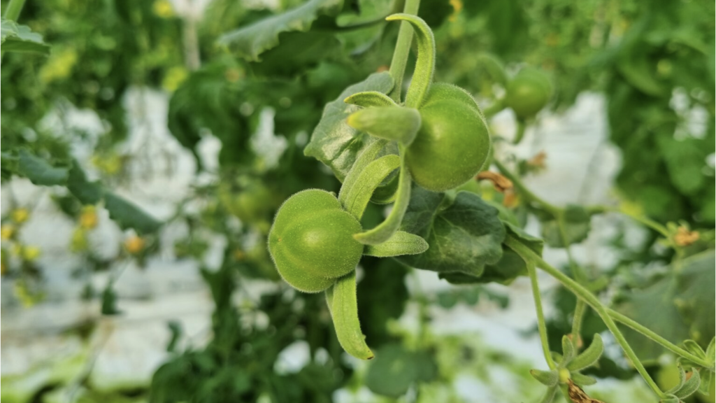 The new variety of tomato developed by Hebrew University researchers is resistant to drought 