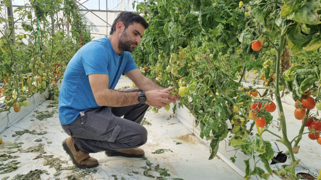 Michael Zilberberg, a research assistant working with Hebrew University’s Shai Torgeman, examines some of the new tomatoes being studied by researchers 