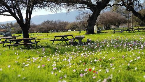 Israel's best picnic spots for the ultimate barbecue - Vimarsana News