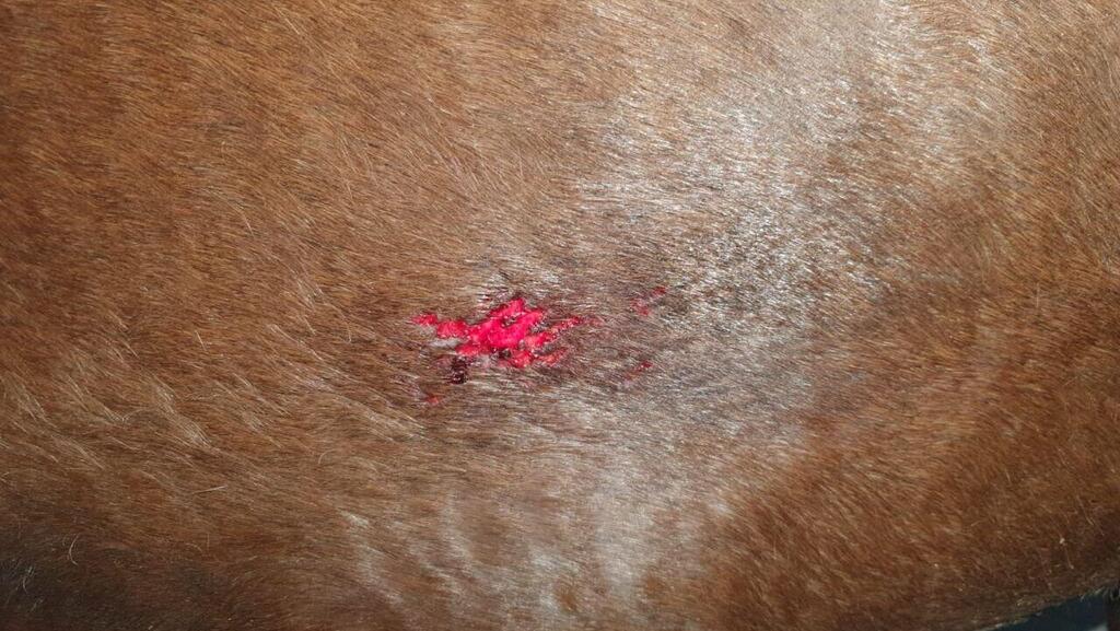 פציעה של סוס בהפגנה נגד המהפכה המשפטית בתל אביב