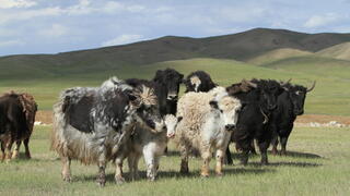 עדר של יאקים במונגוליה