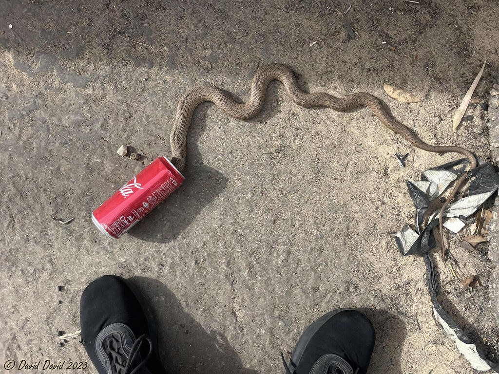 Snakes Keep Getting Their Heads Stuck In Beer Cans. Really.