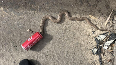 Daring Rescue Saves Venomous Snake Trapped In Energy Drink Can