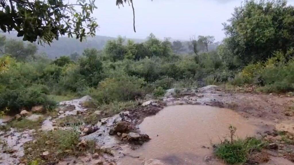 יער עופר בחוף הכרמל (צילום: אלעד גרשגורן) יער עופר בחוף הכרמל