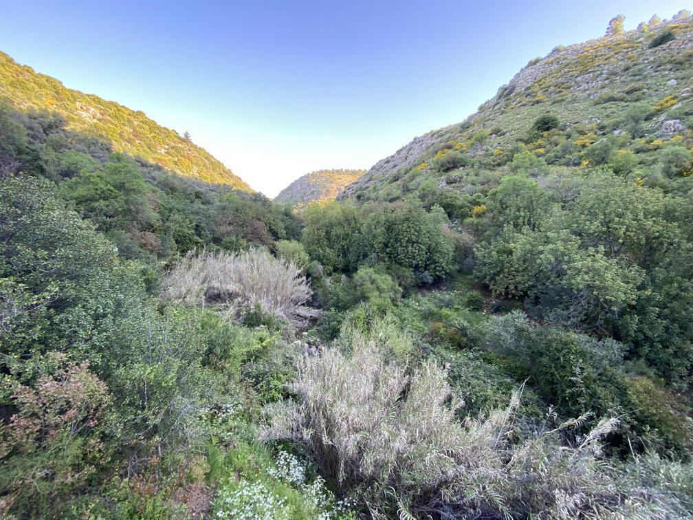 בריכות פסטורליות והיסטוריה מרתקת: הכירו את נחל עמוד