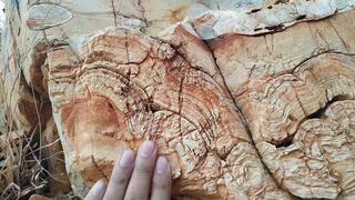 מאובני סטרומטוליטים - מבני התקבצות הבנויים בשכבות שנוצרו במים רדודים - בני כ-2 מיליארד שנה, שהתגלו בדרום הודו