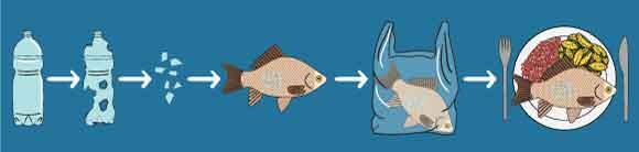 An illustration of plastic entering the body of a fish and eventually ending up on our plate 
