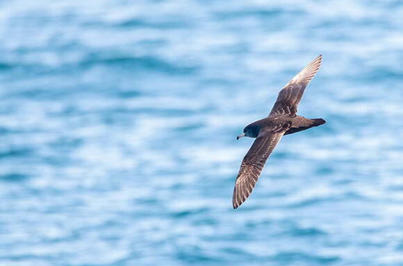 Flesh-footed shearwater (Ardenna carneipes) 