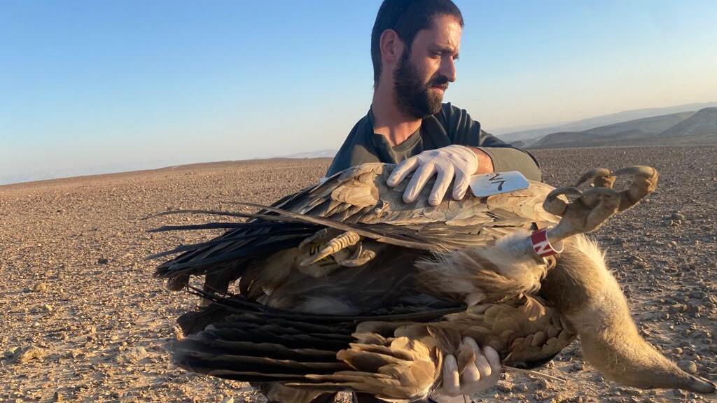 "לא מרימים ידיים". הרעלת נשרים אוקטובר 2021 בנחל קינה (שלומית שביט, רשות הטבע והגנים) הרעלת נשרים אוקטובר 2021 בנחל קינה