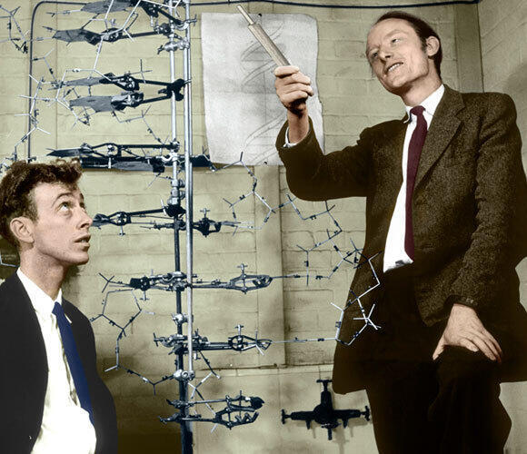 Watson and Crick alongside their DNA model in 1953 