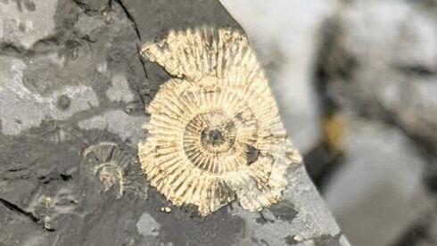 Not Fools Gold: New Study Explains 'golden' Fossils