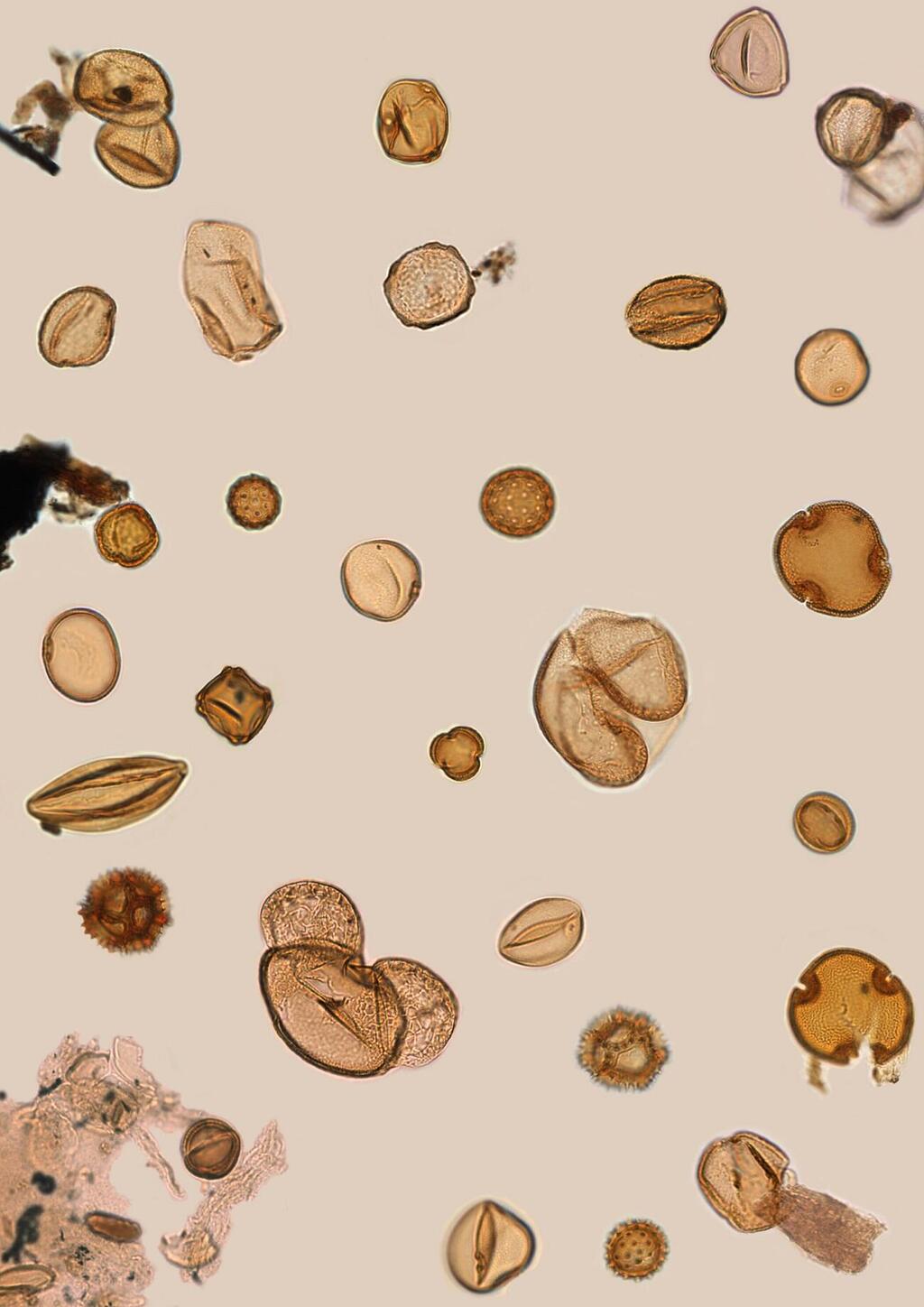 גרגירי אבקה בני 400 אלף שנים, אשר בזכות יכולת השימור הטובה שלהם, נשארים שלמים בליבות הקידוח, מה שמאפשר לשחזר צמחייה ושינויי אקלים בעבר הגיאולוגי של אזור הים התיכון