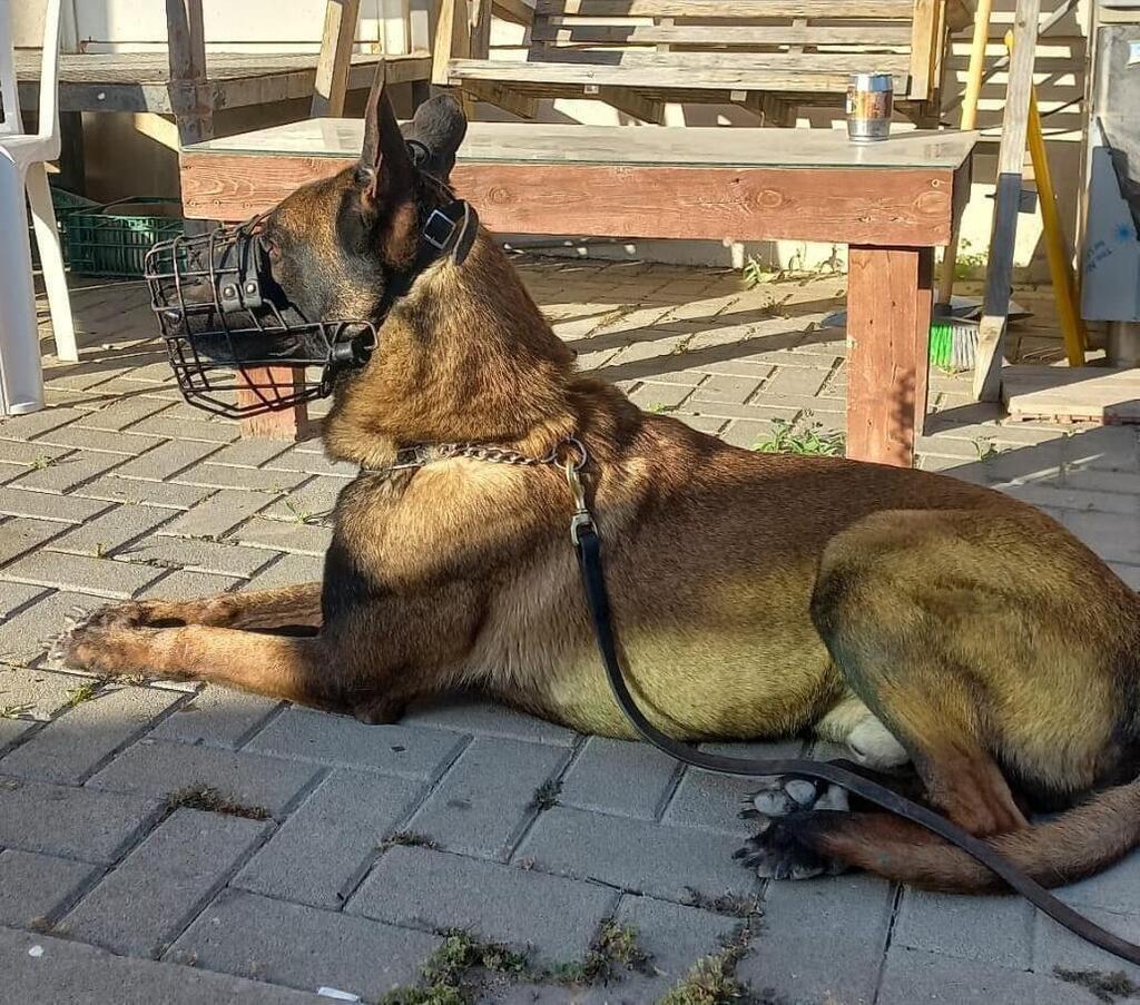 כלב הימ"מ ג'נגו שנהרג במהלך הפעילות בשכם