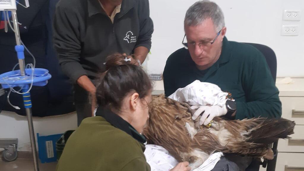 "מיד פתחו לו וריד. הם הבינו שהזמן קריטי". בבית החולים לחיות בר בספארי (באדיבות הפקח אליקה מעטוף) מטפלים בנשר המורעל בבית החולים לחיות בר בספארי