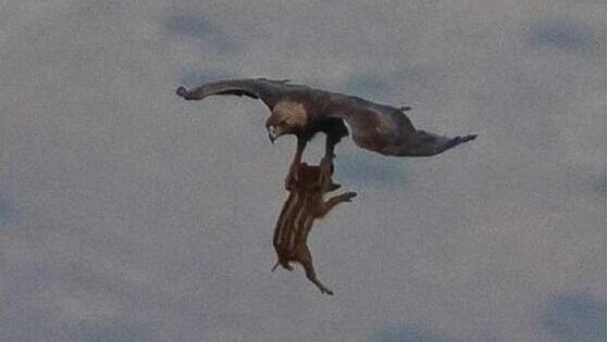 Eagle flies off with its prey 