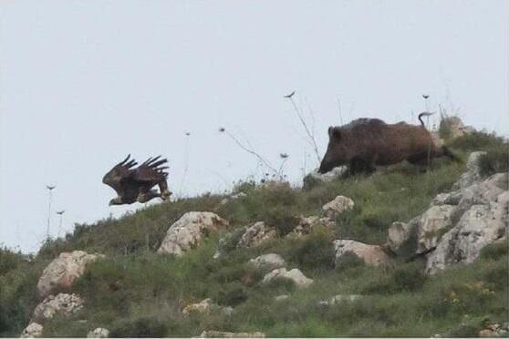 Eagle snatches baby boar and flies off with it as its mother chases after them 