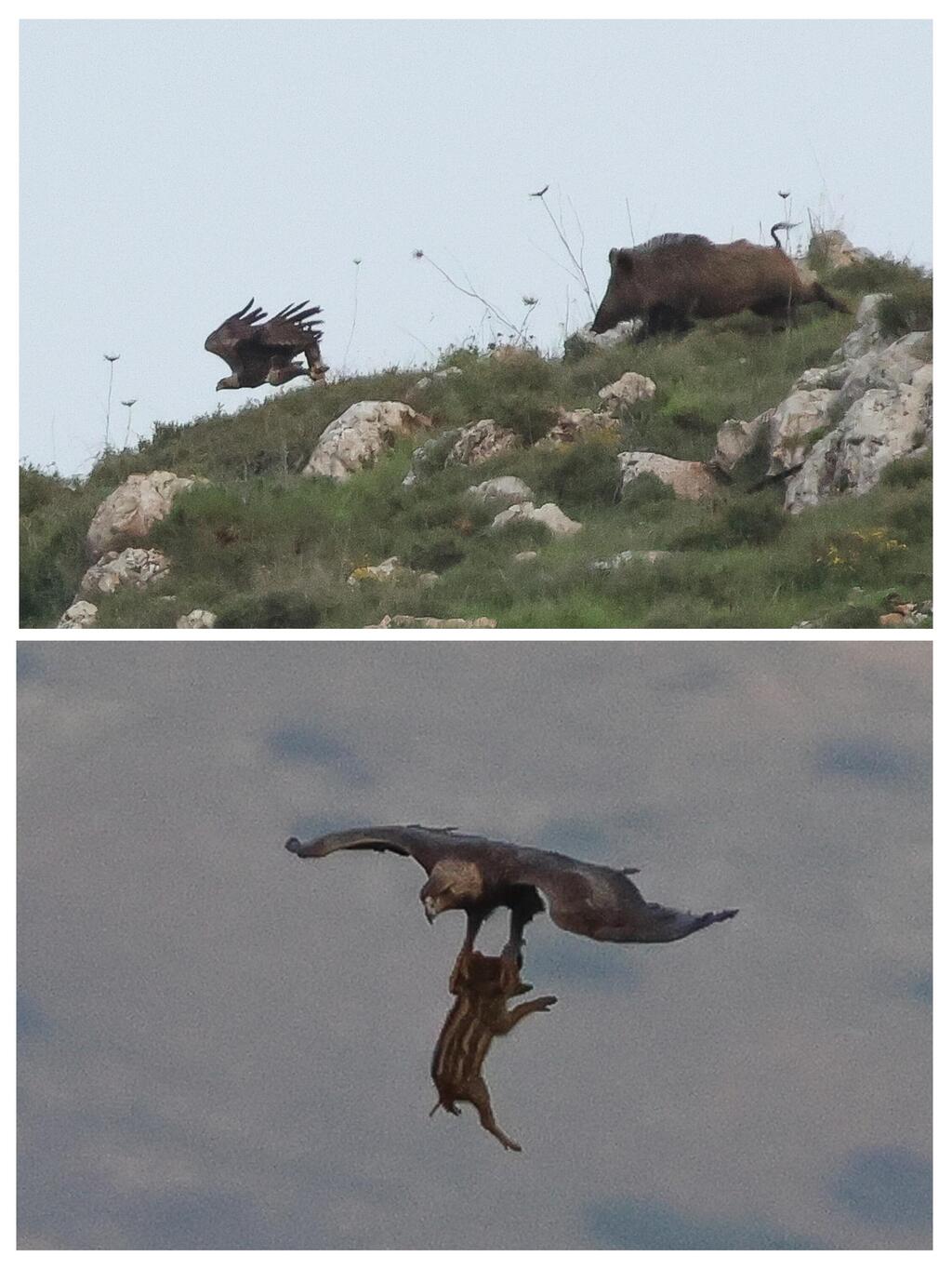 צילום: אורי סעדיה עיט שמש בציד של חזיר בר צעיר