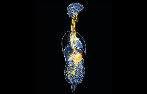 When the brain signals to the enteric nervous system, it does so through a special nerve called the vagus nerve (Photo: Axel_Koc, Shutterstock) When the brain signals to the enteric nervous system, it does so through a special nerve called the vagus nerve