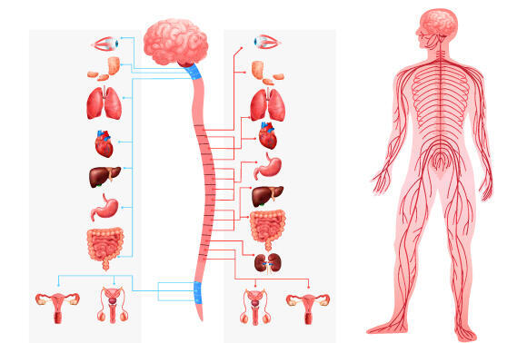The nervous system, including the vagus nerve, connects the brain to the rest of the organs in our body 