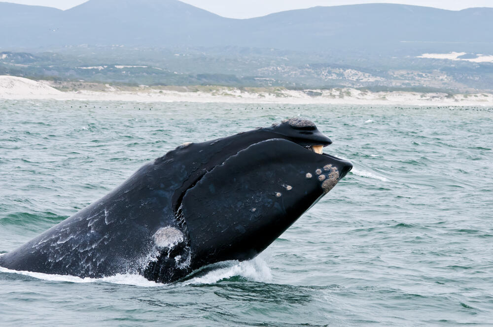 לווייתן ממין אובלנה דרומית שוחה בסמוך לעיירה הדרום אפריקנית הרמנוס