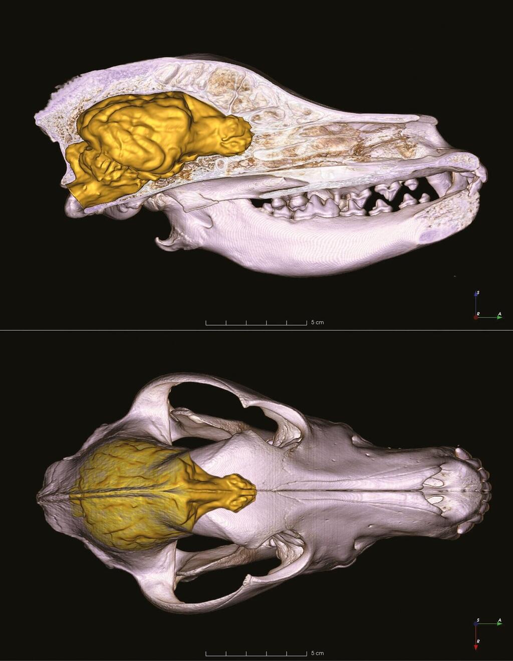 מודל גולגולת תלת ממדי (כולל המוח) של הוויסלה, כלב הלאום ההונגרי