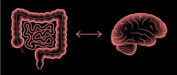 Gut microorganisms may indirectly influence brain function (Illustration: Pikovit, Shutterstock) Gut microorganisms may indirectly influence brain function