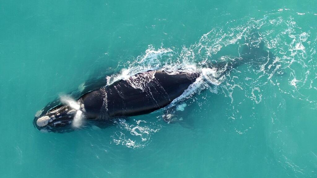 לווייתן ממין אובלנה דרומית שוחה מול חופי דרום אפריקה