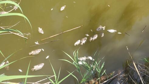 Suspected poisoning: Thousands of dead fish found in Sea of Galilee - Vimarsana News