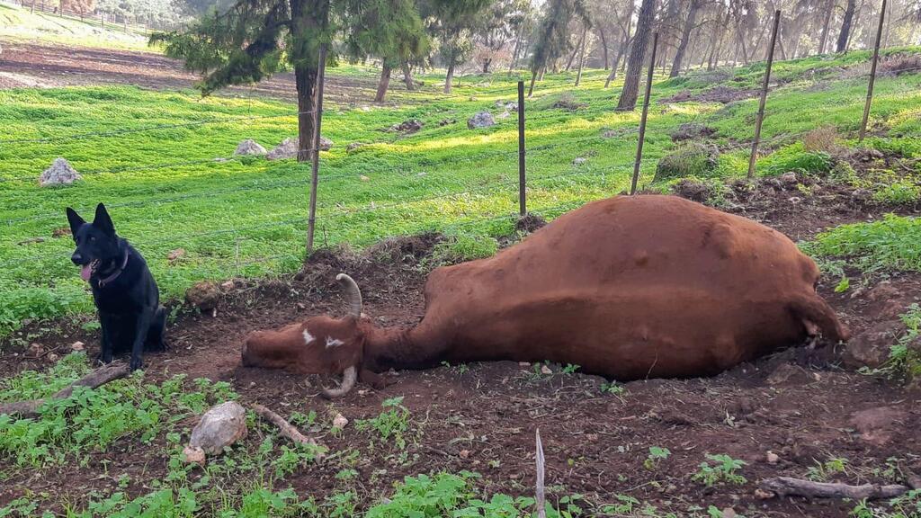 כלב ביחידת הכלבנים מאתר פגר מורעל (רם פרוביזור, רשות הטבע והגנים) כלב ביחידת הכלבנים מאתר פגר מורעל