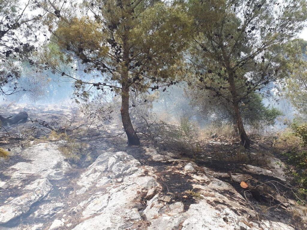 צילום: ארתור ינקולביץ, יערן קק״ל שריפה יער ביריה