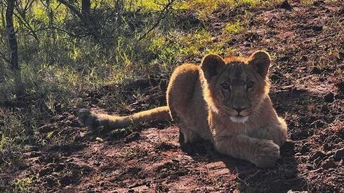 Rescued lion cub arrives at new home in South African sanctuary - Vimarsana News