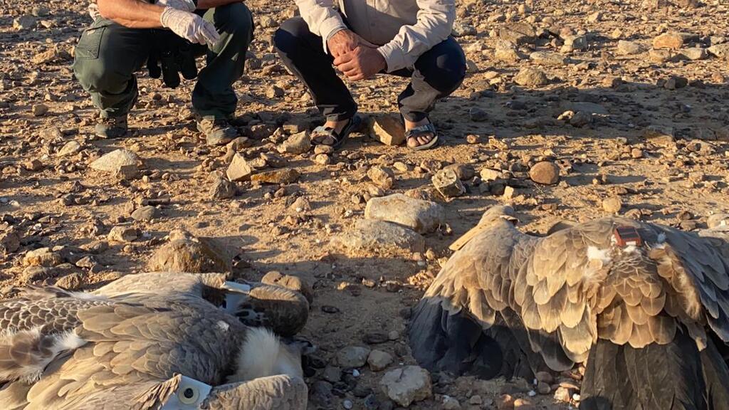 "לפעמים עד שמגיעים זה מאוחר". הרעלת נשרים בנחל קינה (שלומית שביט, רשות הטבע והגנים) הרעלת נשרים בנחל קינה אוקטובר 2021