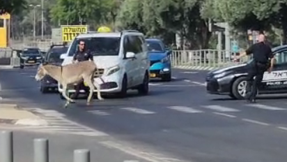 חמורים חמור על כביש באזור רוקח