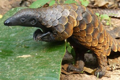 Study finds 'scientific surprise' in pangolin research - Vimarsana News