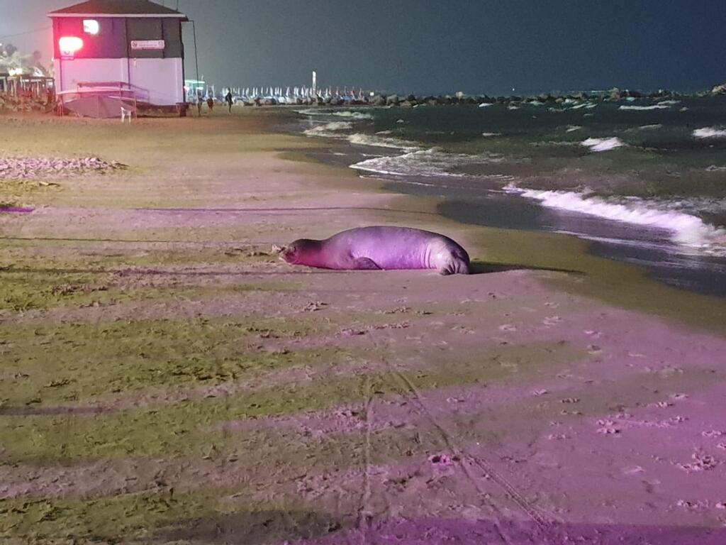 יוליה בחוף בבת ים, לפני שחזרה למים (צילום: אדיר כהן) יוליה בחוף בבת ים, לפני שחזרה למים