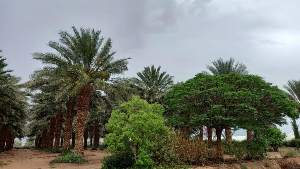 הגשם יחזור לחיינו? מזג אוויר שרבי אך גשום בערבה, בחודש מאי (צילום: הילה אלבז, הערבה התיכונה) גשם ושרב באמצע מאי בערבה התיכונה