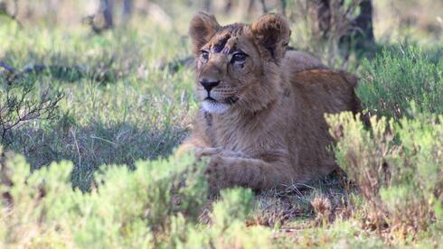 Watch: Lion cub rescued in Israel adjusting to life in Africa - Vimarsana News