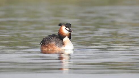 A bird's advent: Rare footage of great crested grebe nesting in Israel - Vimarsana News