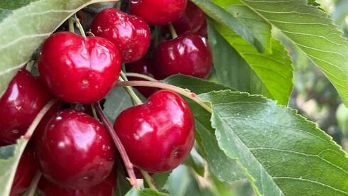 Cherries from the desert - Vimarsana News