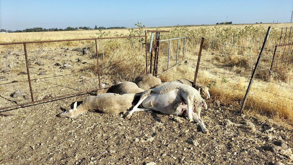 כמה מהכבשים שמתו מההרעלה 